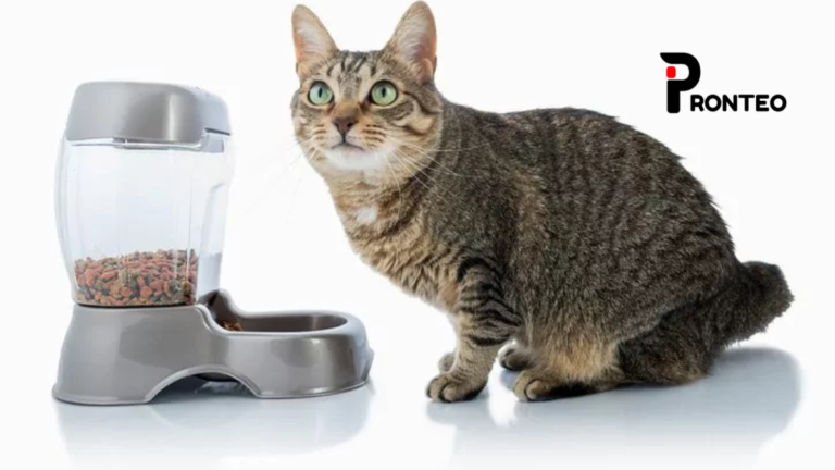 automatic cat feeder